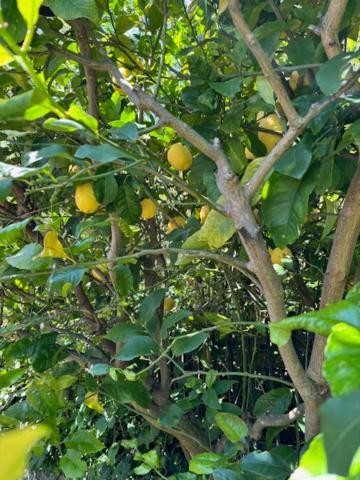 诺利Casa Limoneto公寓 外观 照片