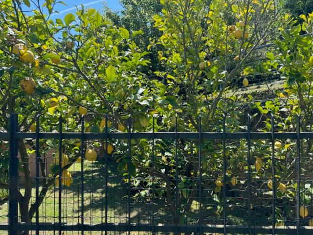 诺利Casa Limoneto公寓 外观 照片